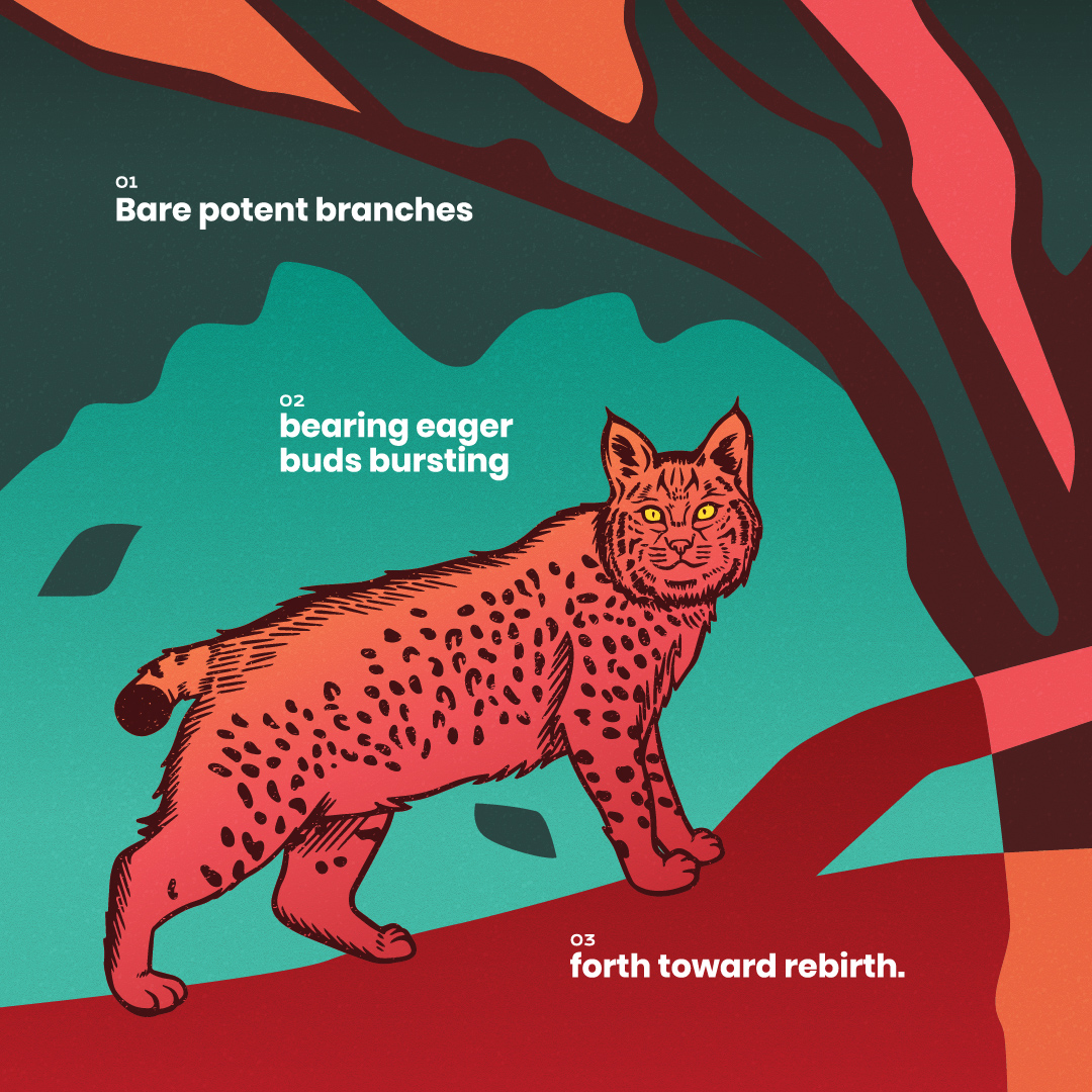 Nature's Narrative December Bobcat