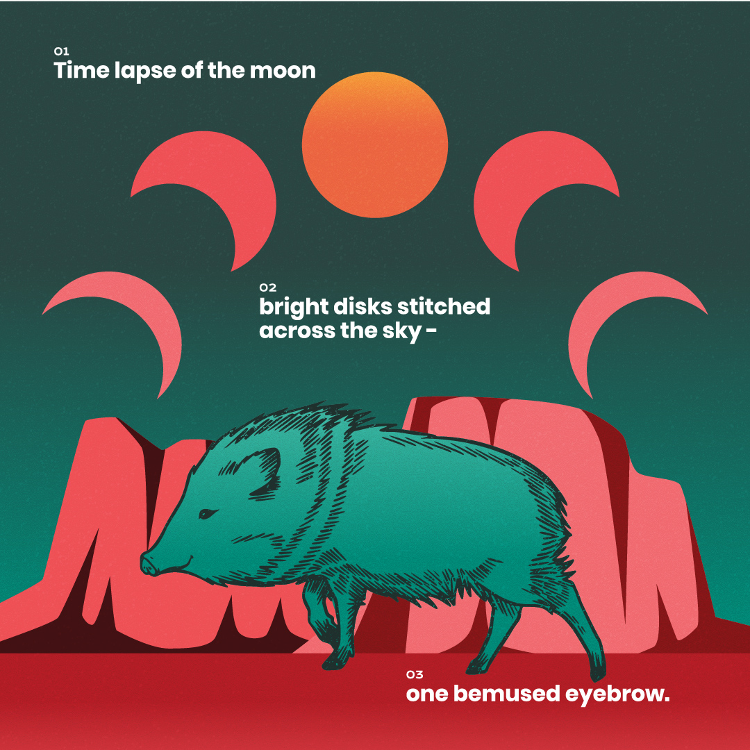 Nature's Narrative November Javelina