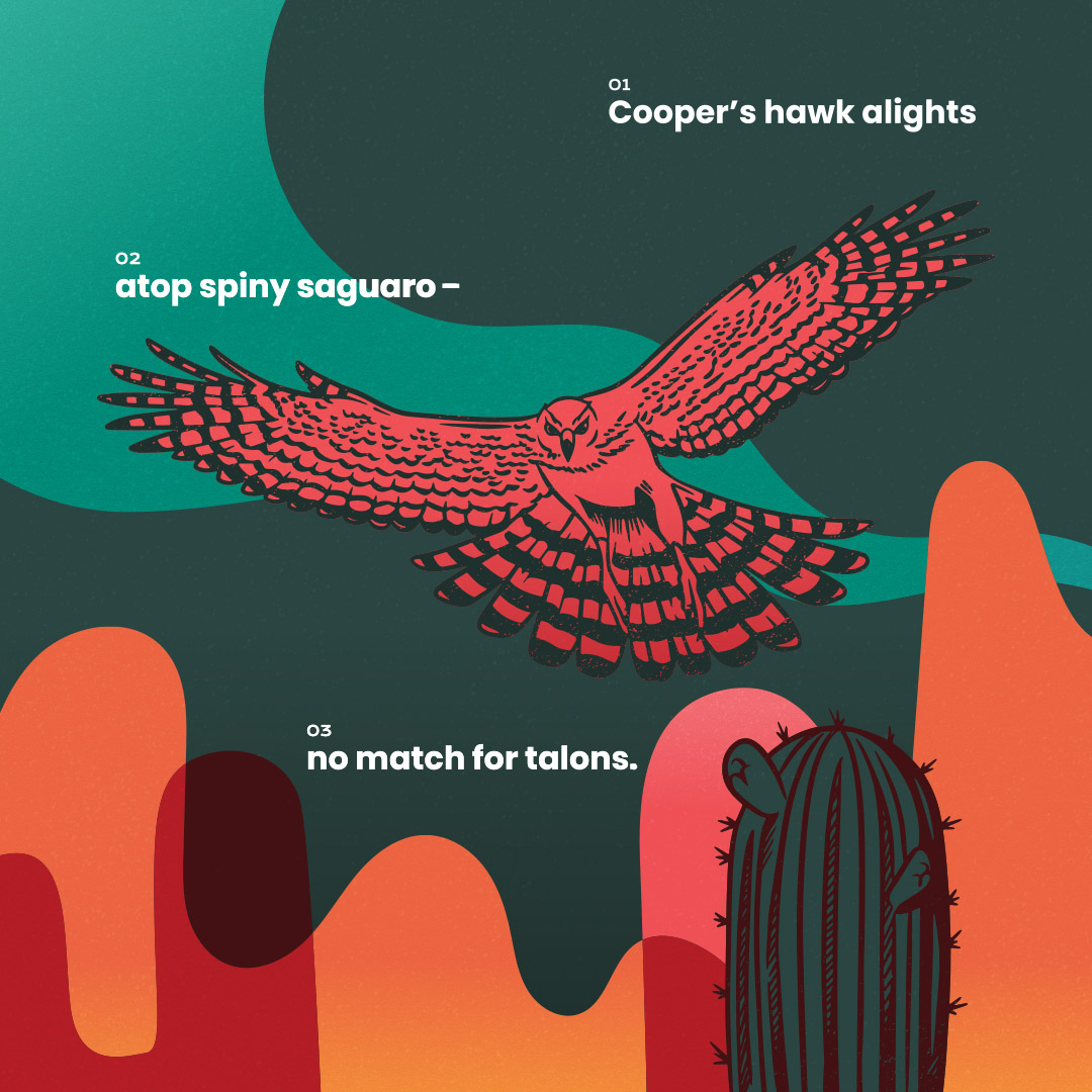 Nature's Narrative September Hawk